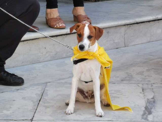 San Vito Protettore Dei Cani La festa di San Vito con la benedizione dei cani -Travel Amalfi Coast